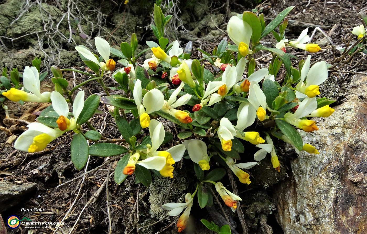 82 Fiori di poligola falso bosso.JPG